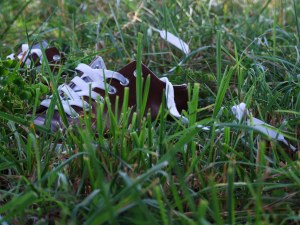 DSCF0902